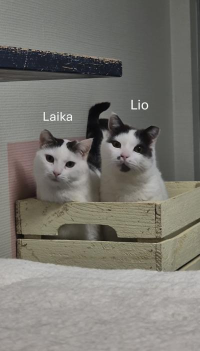 Lio en Laika
